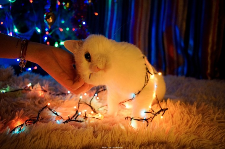 Кот в гирлянде