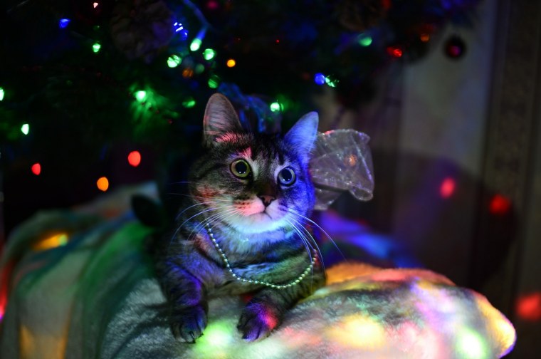 Гирлянда кошка