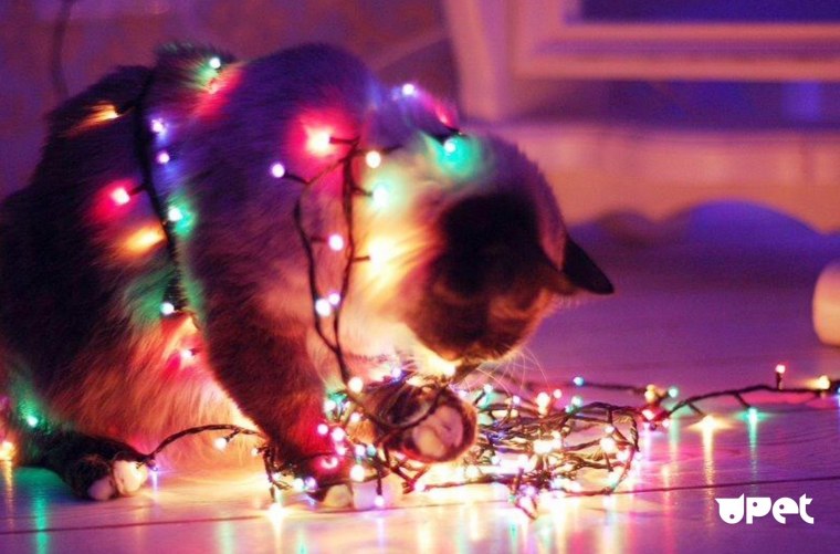 Котик в гирлянде