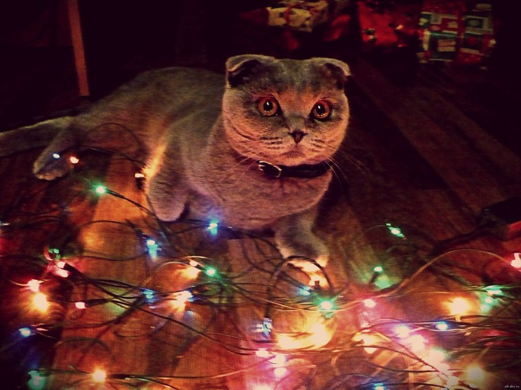 Гирлянда кошка