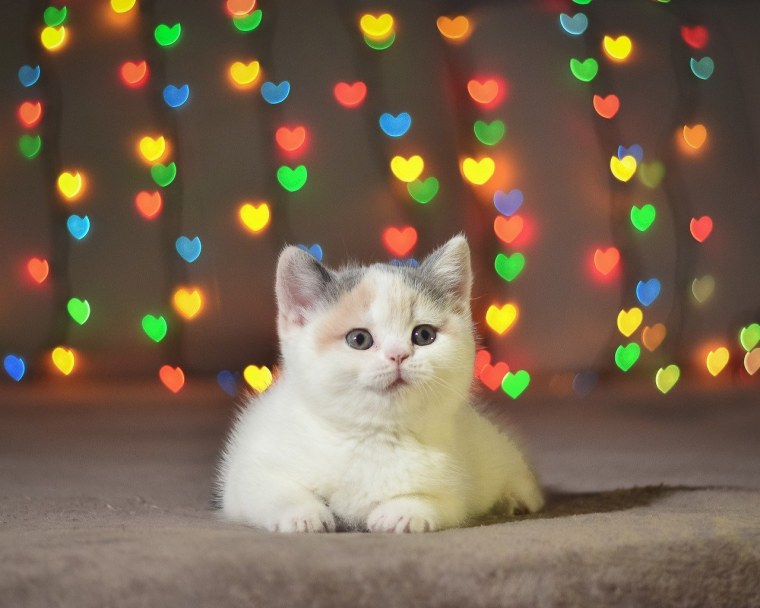 Коты с гирляндой