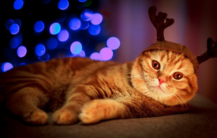 Коты с гирляндой