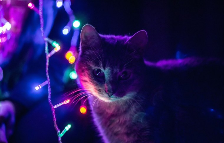 Коты с гирляндой