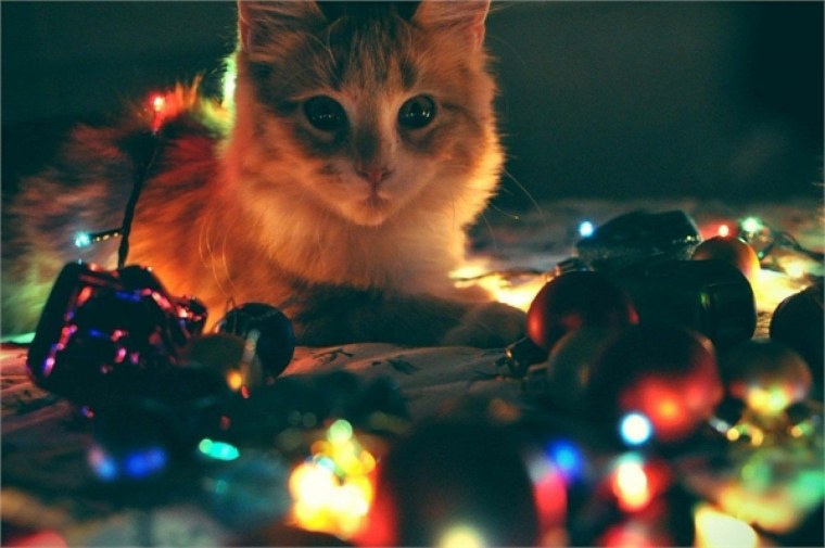 Кот в гирлянде