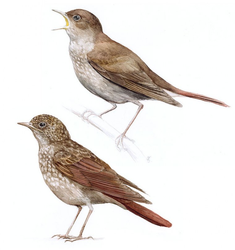 Курский Соловей