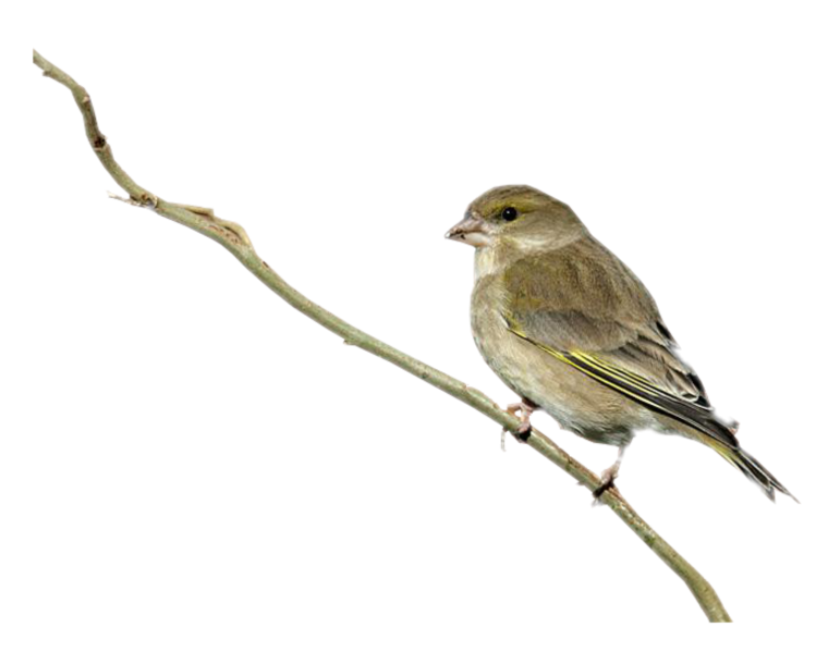 Соловей клипарт на прозрачном фоне