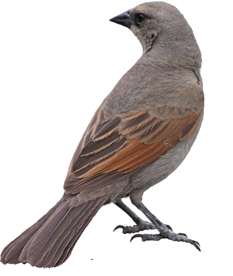 Серо-коричневая птица