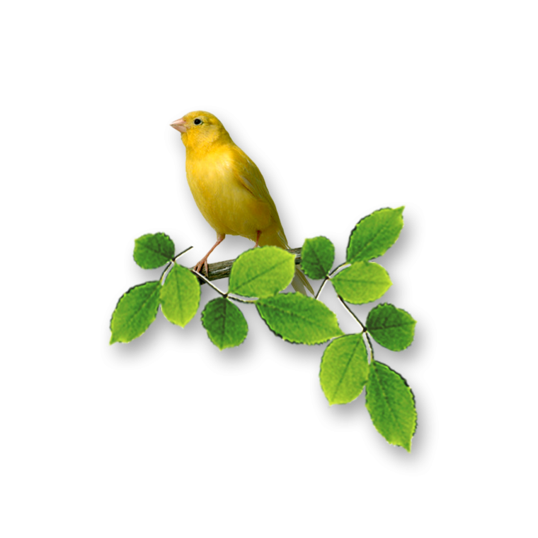 Птицы на прозрачном фоне