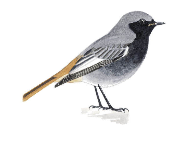 Серая мухоловка рисунок
