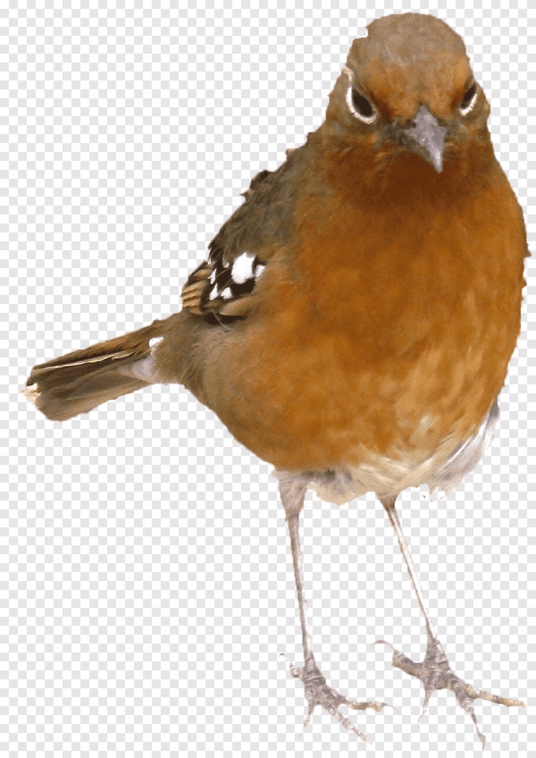 Американский Воробей