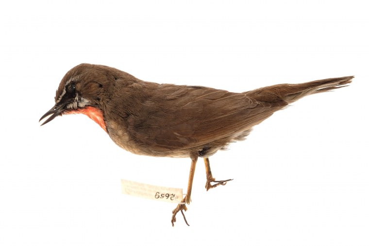 Соловей картинка на белом фоне