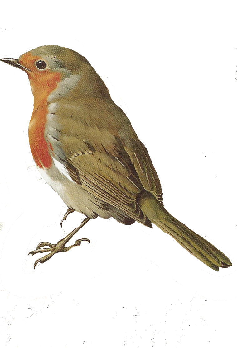 Птицы на прозрачном фоне