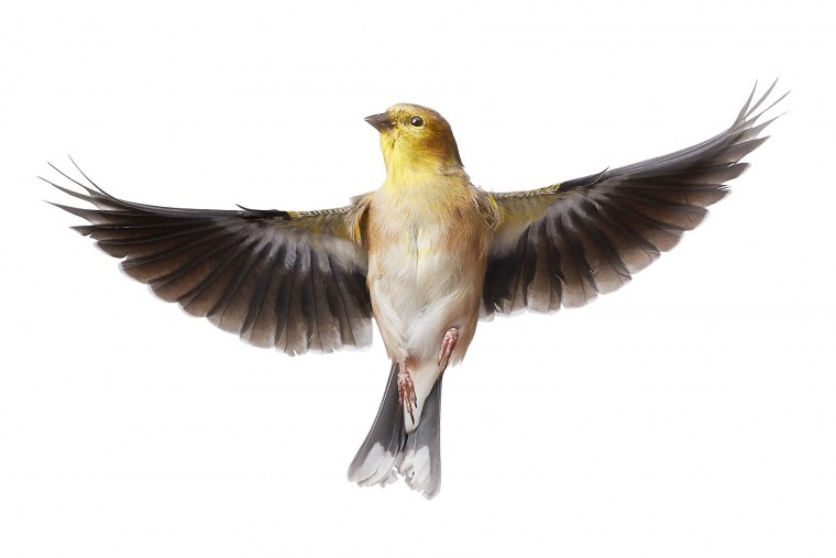 Птица на белом фоне