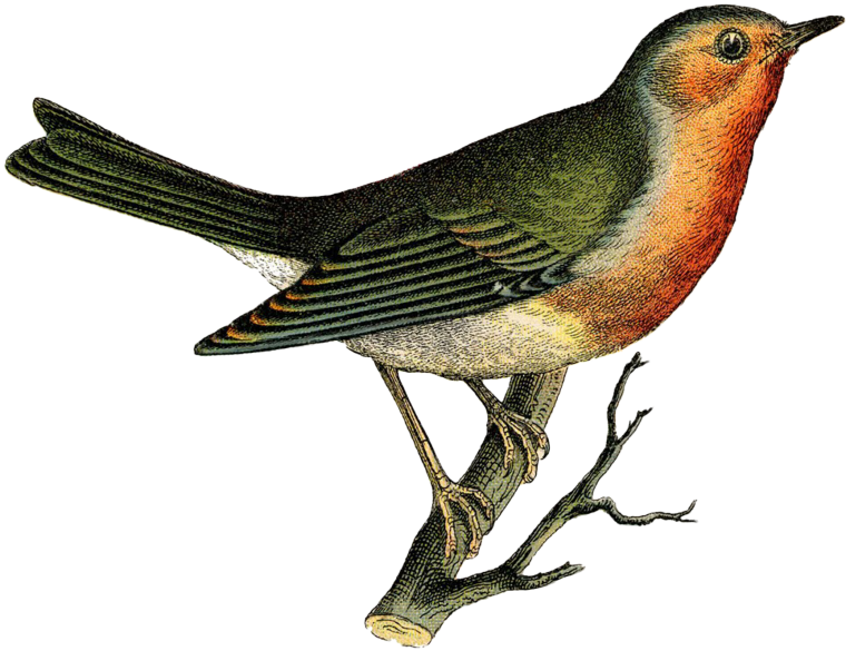 Птицы для детей