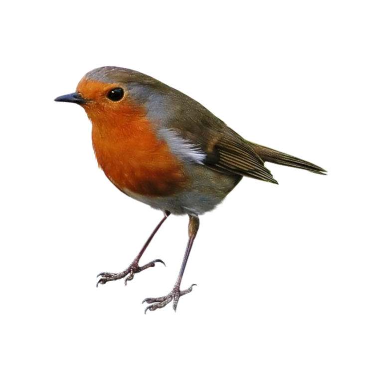 Малиновка на белом фоне