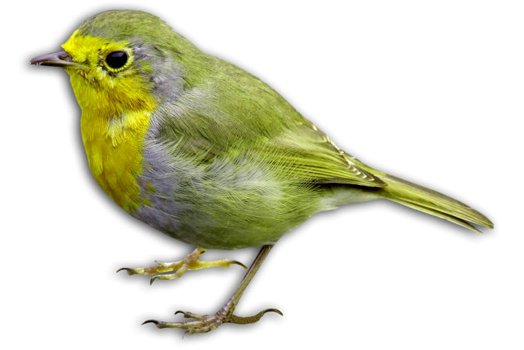 Птички на прозрачном фоне