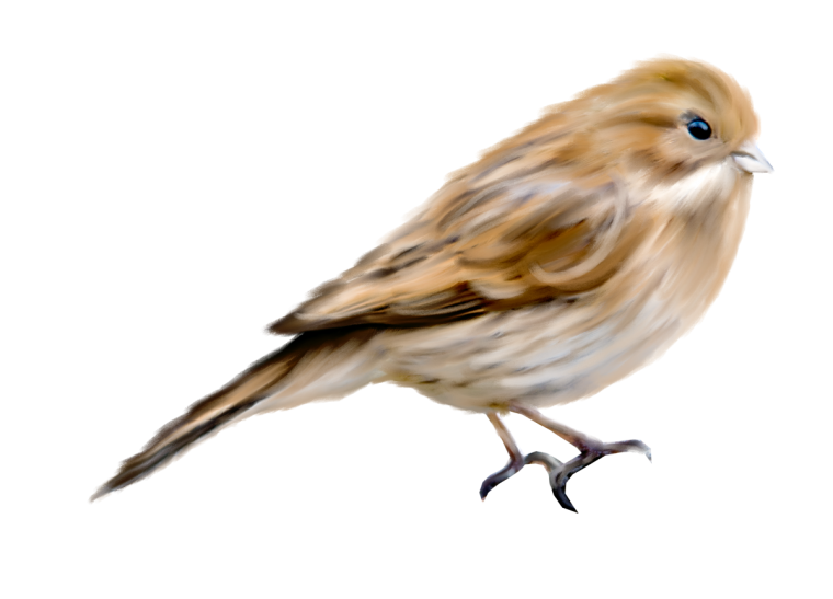 Птицы на прозрачном фоне