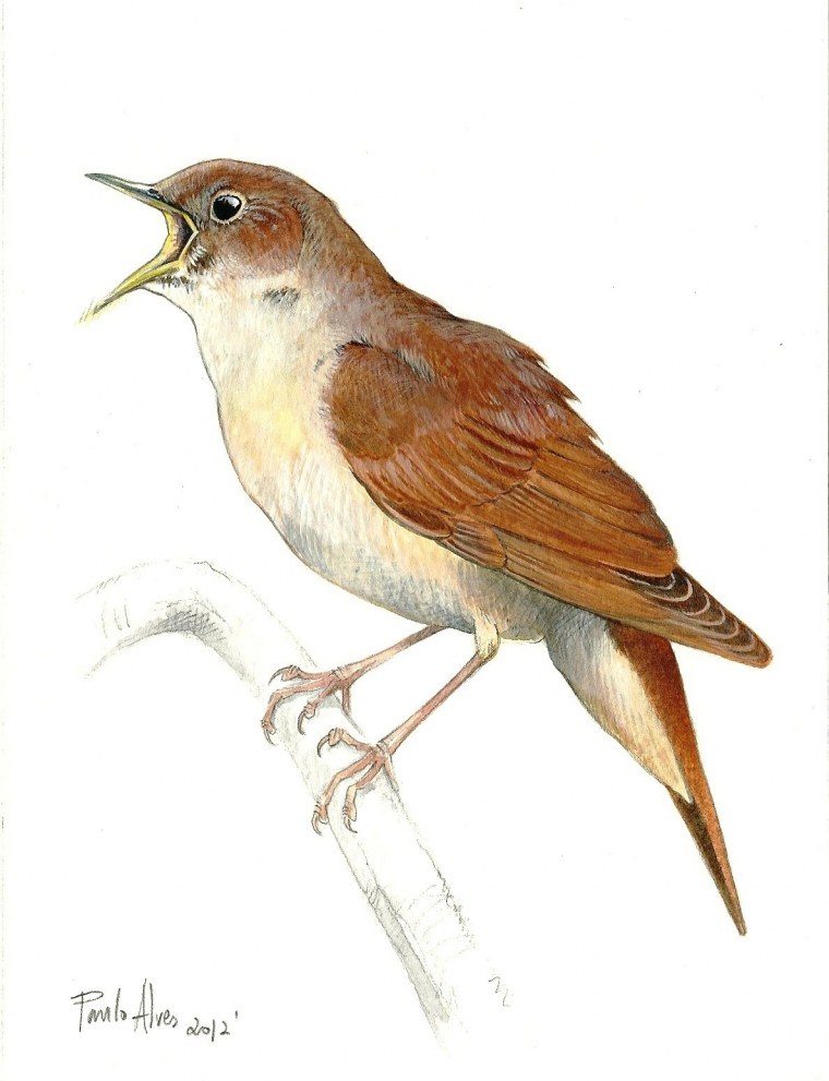 Соловей для детей