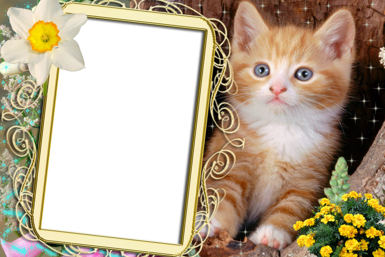 Фоторамка "кошки"
