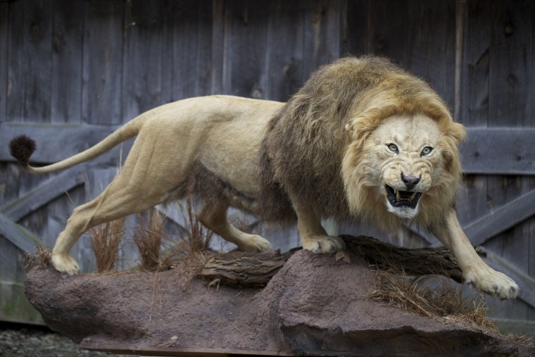 Африканский Лев оскал