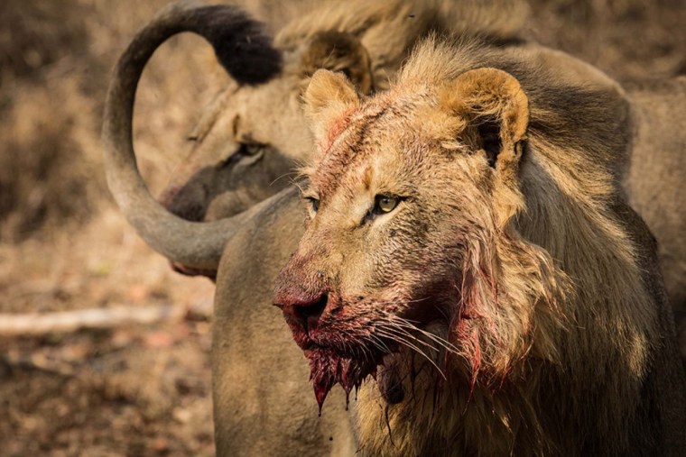 Лев рычит