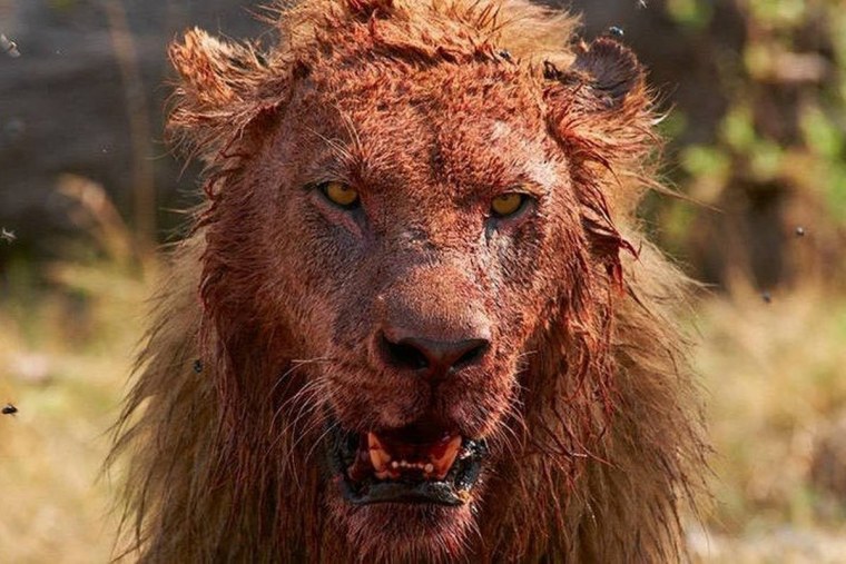 Окровавленная морда Льва