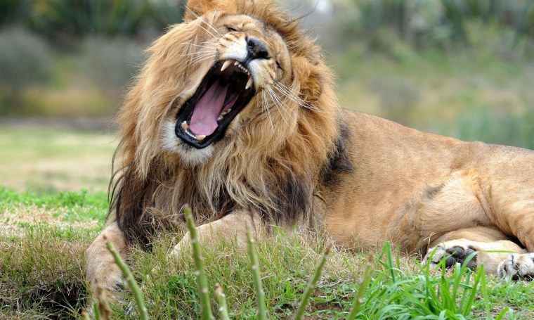 Лев рычит