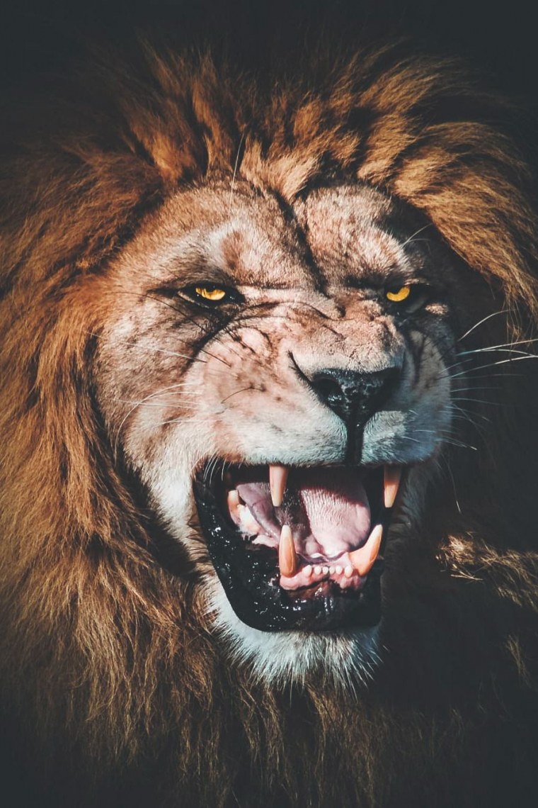 Шелхабирон демон Лев-змея