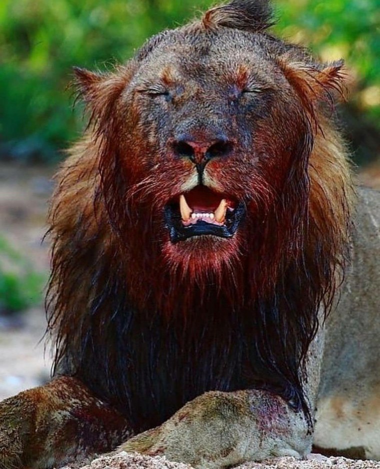 Львиный оскал