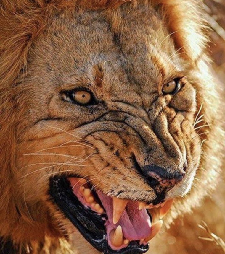 Аарон Блейс