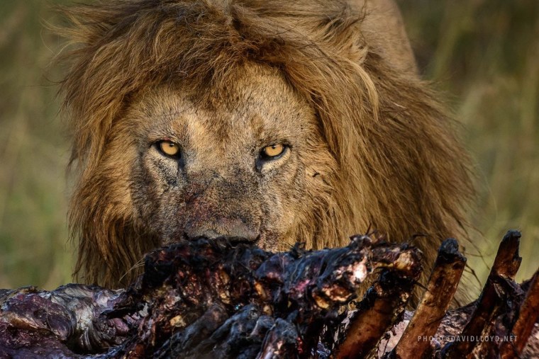 Красный агрессия