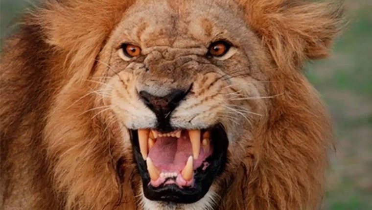 Окровавленная морда Льва