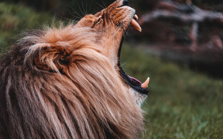 Обои на рабочий стол Лев