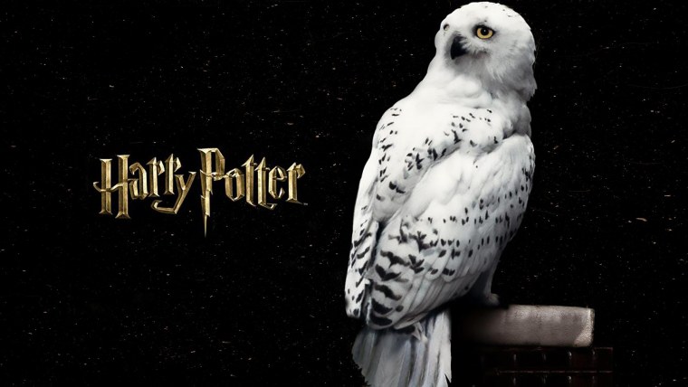 Сова Гарри Поттера Хедвиг