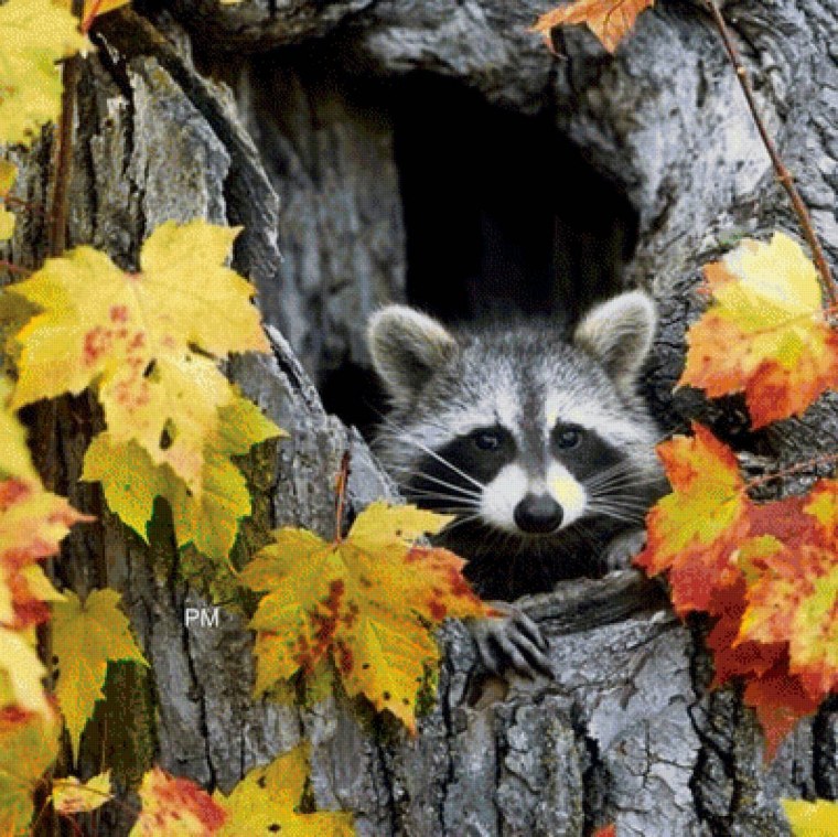 Осень звери