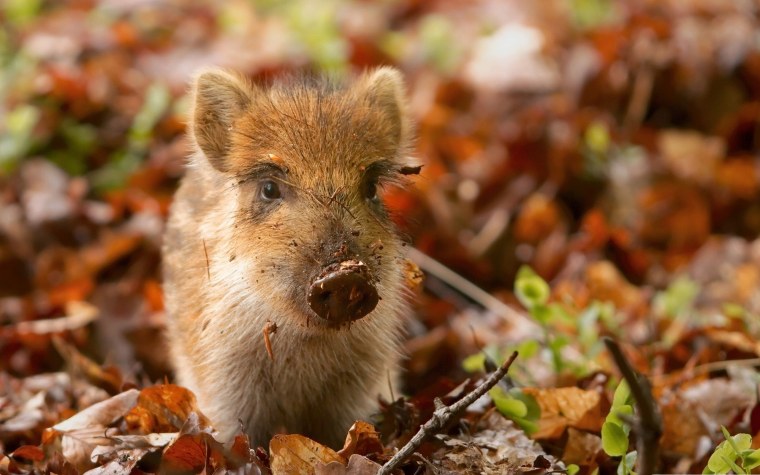 Животные осенью в лесу