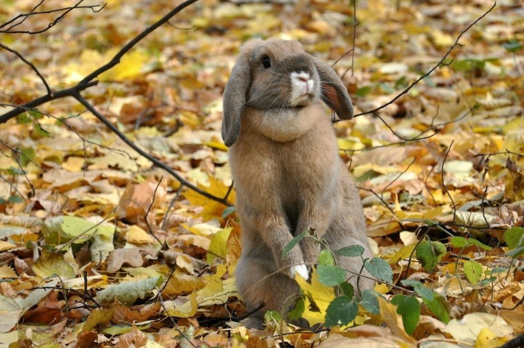 Заяц осенью