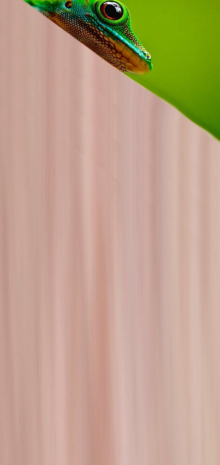 Обои с вырезом под камеру