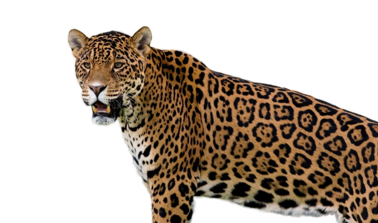 Леопард для детей