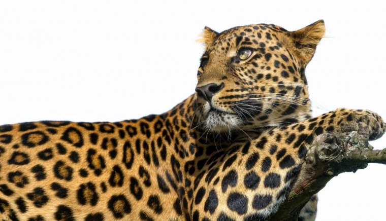 Пятнистый леопард