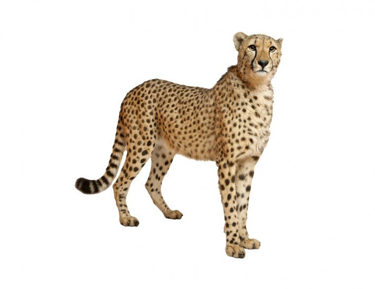 Ягуар на белом фоне