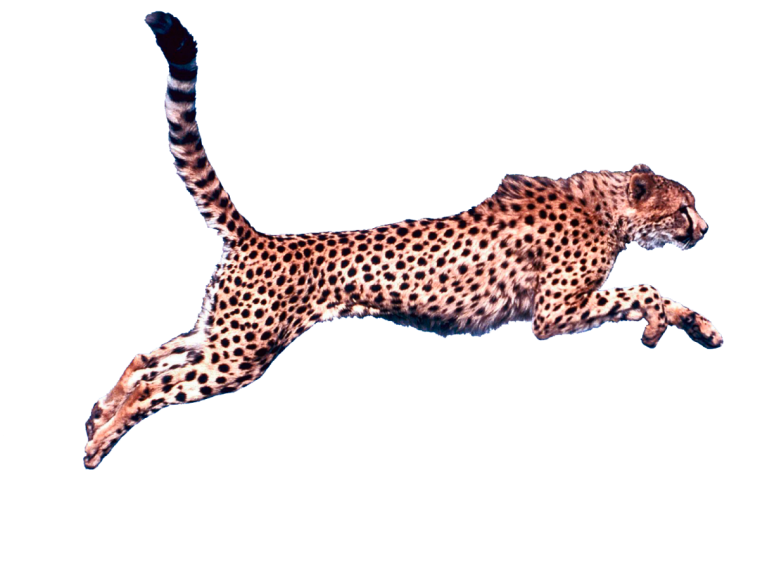 Гепард бежит на белом фоне