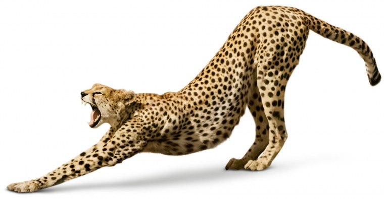 Гепард на задних лапах