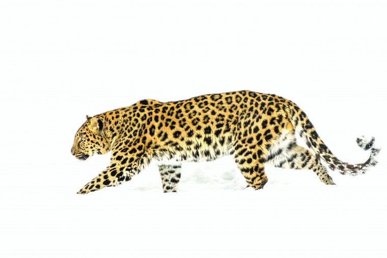Ягуар на прозрачном фоне
