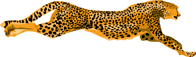 Cheetah на белом фоне
