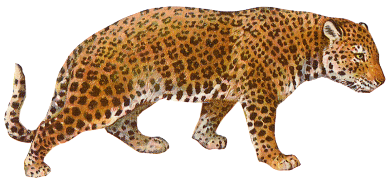 Ягуар на белом фоне