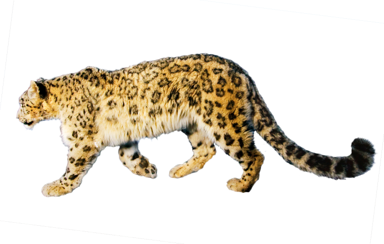 Леопард на белом фоне