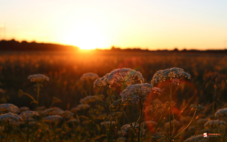 Лето Эстетика