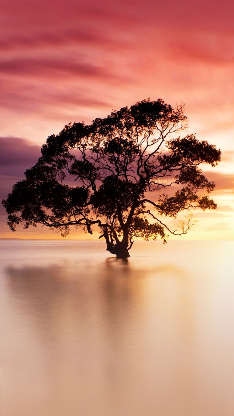 Дерево в воде