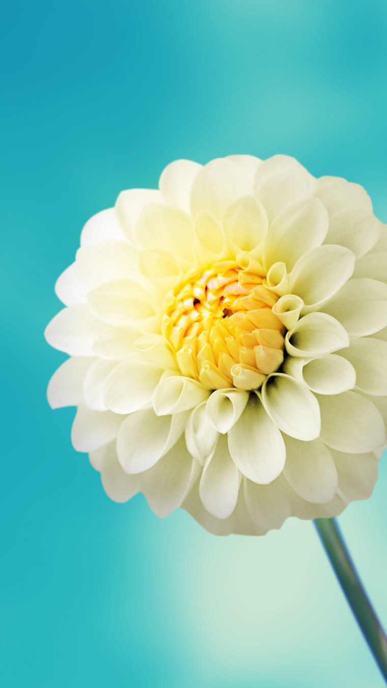 Красивые обои на телефон zet